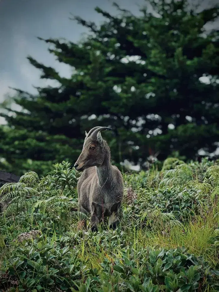 Varayadu (Nilgiri Tahr) Habitat